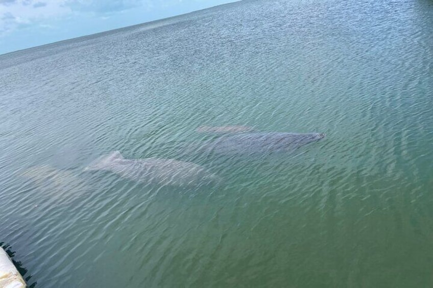 Key Largo Bay Sunset Tour