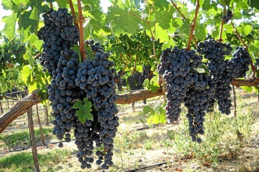 Sonoma Valley Wine Grapes