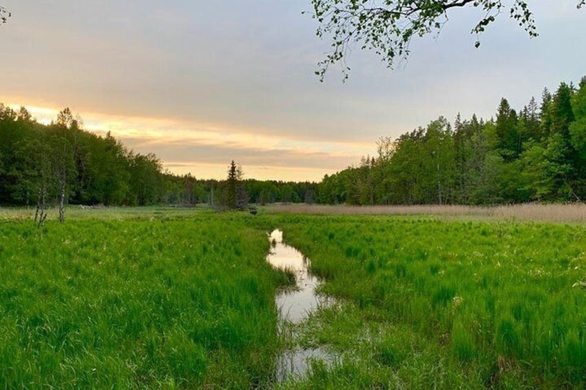 Evening Hike in Tyresta National Park