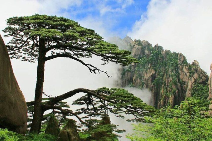 3-Day Huangshan and Hangzhou Private Tour from Shanghai by Bullet Train 