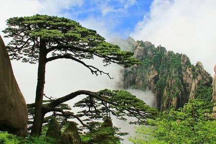 3-Day Huangshan and Hangzhou Private Tour from Shanghai by Bullet Train