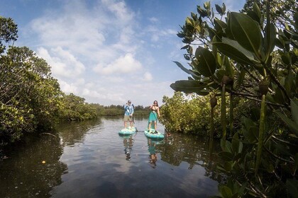 Guided Standup Paddle Experience in Nagura Mangroves