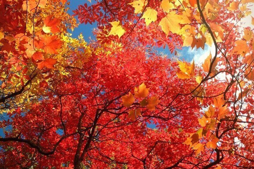 Fall Color Tour in the Smoky Mountains