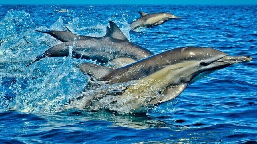 Private Dolphin Tour; Jozani Forest; Paje Beach; Kuza Cave & The Rock Restaurant Zanzibar