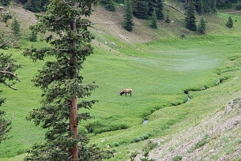 Bull elk at the Continental Divide