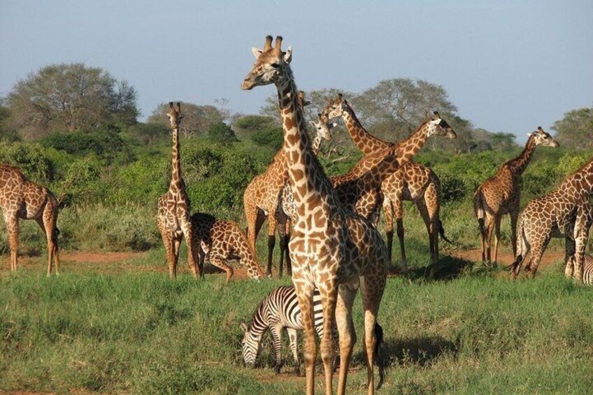 Tsavo West National Park 2 Days 1 Night Safari