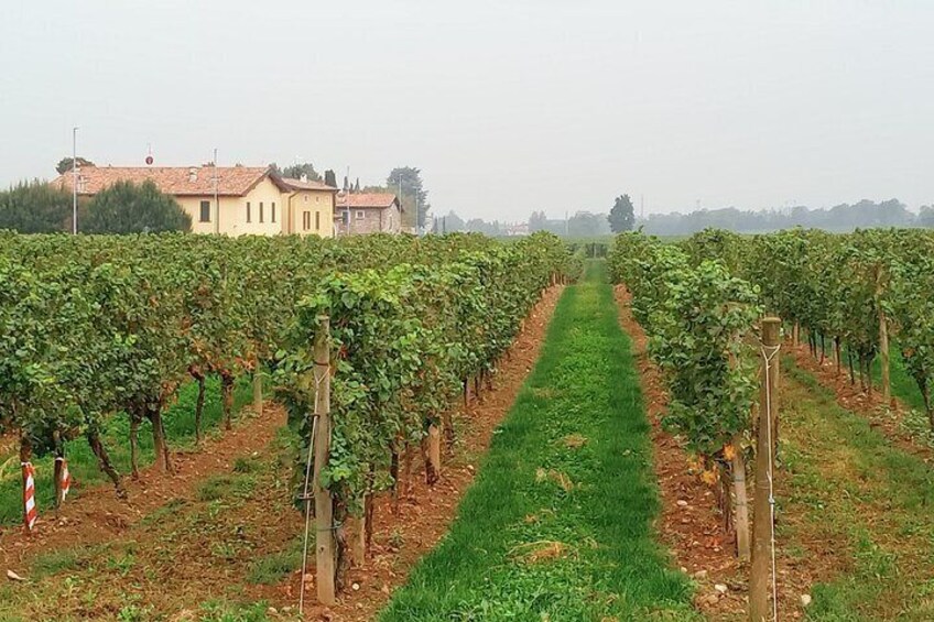 Wine tasting Franciacorta, private guided tour