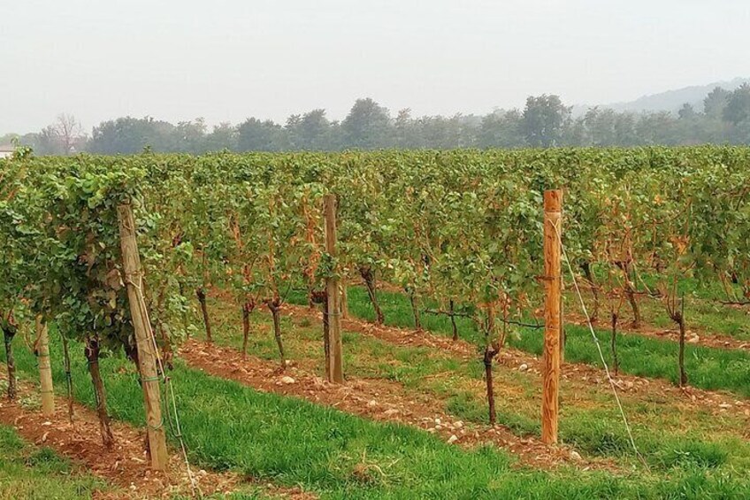 Wine tasting Franciacorta, private guided tour