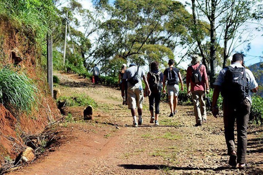 Hike to Single Tree Hills