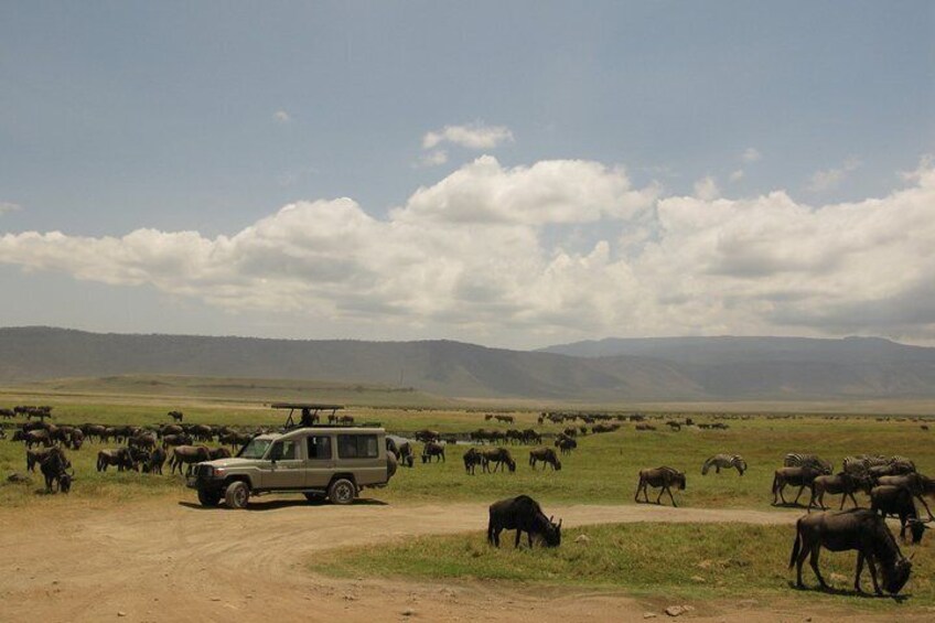 12-Days Best of Kenya Wildlife Jeep Safari - High End