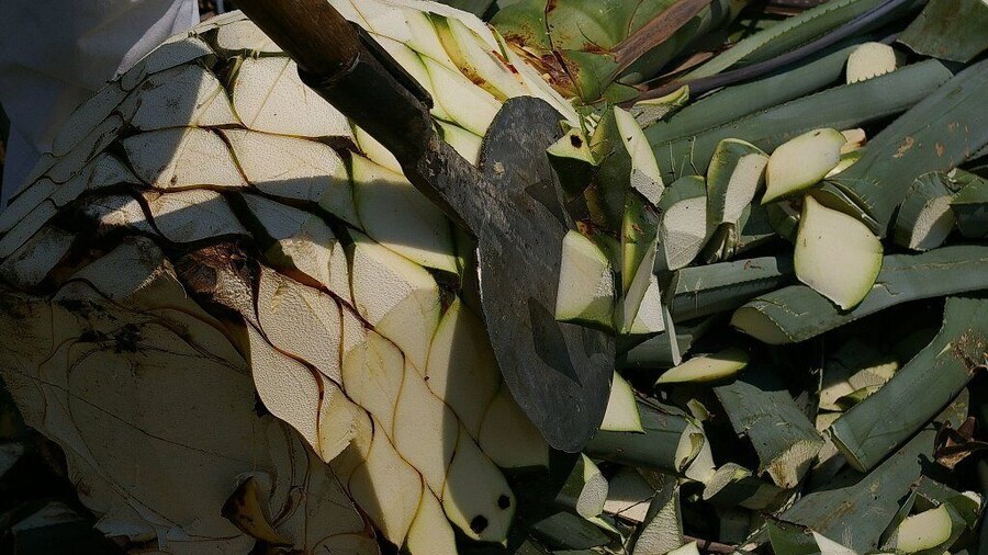 Mexico: Mezcal, beer & cider tour to Puebla