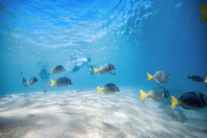 Tour privado de snorkel en Santa María y Bahía Chileno