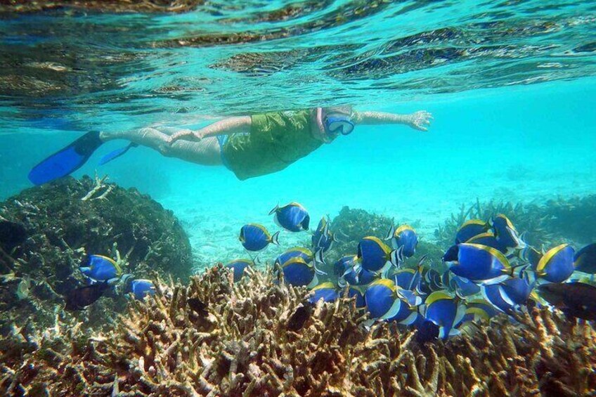 Maafushi: Snorkeling in Maldives full day trip