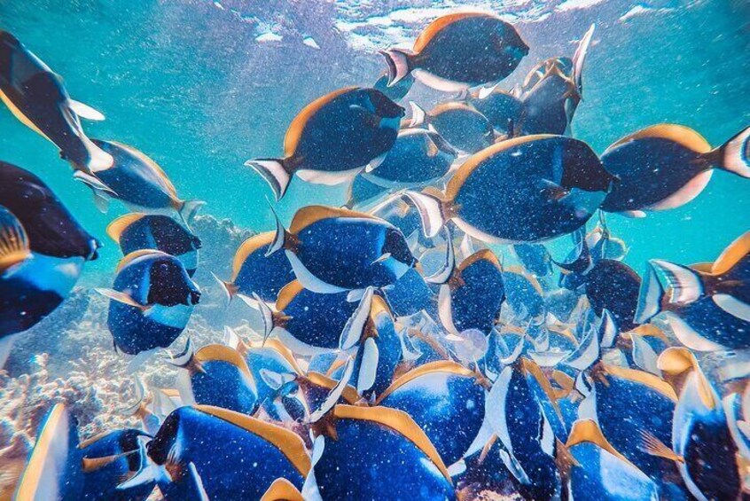 Maafushi: Snorkeling in Maldives full day trip