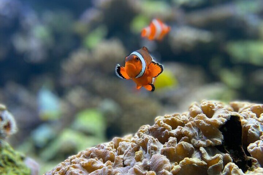 Maafushi: Snorkeling in Maldives full day trip
