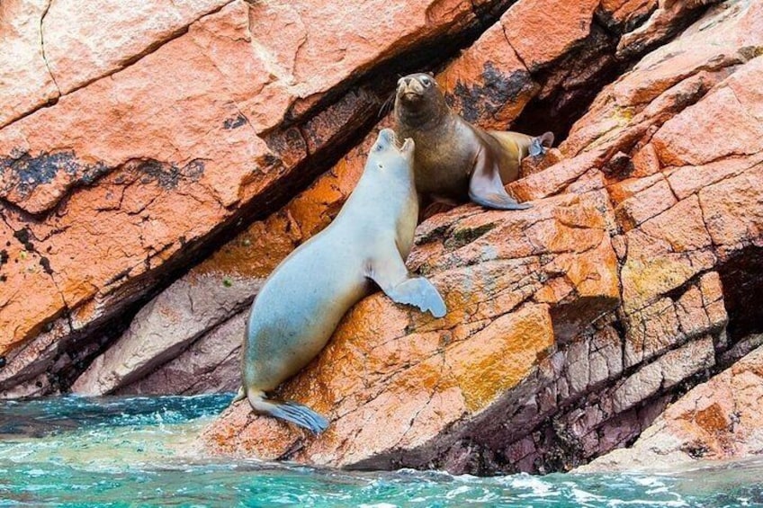 Ballestas Islands - Paracas