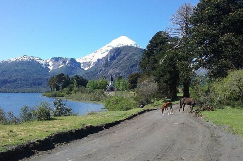 Show item 1 of 4. Tour of the Lanin Volcano and Huechulafquen Lake