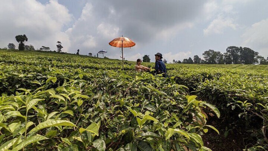 Private Guided Sightseeing Day Tour of Bandung