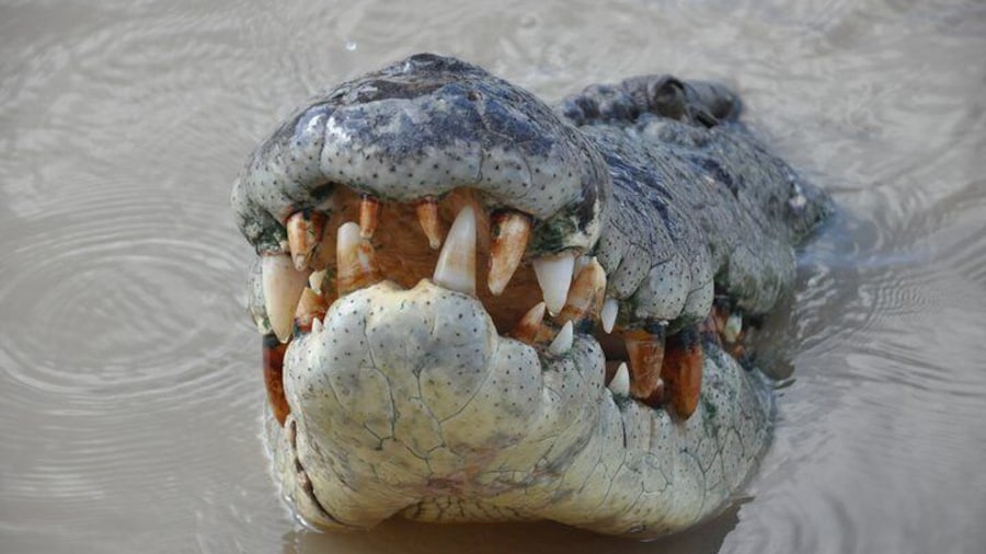 Saltwater Croc