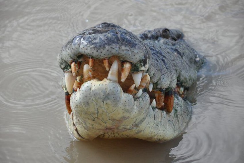 Croc with big teeth