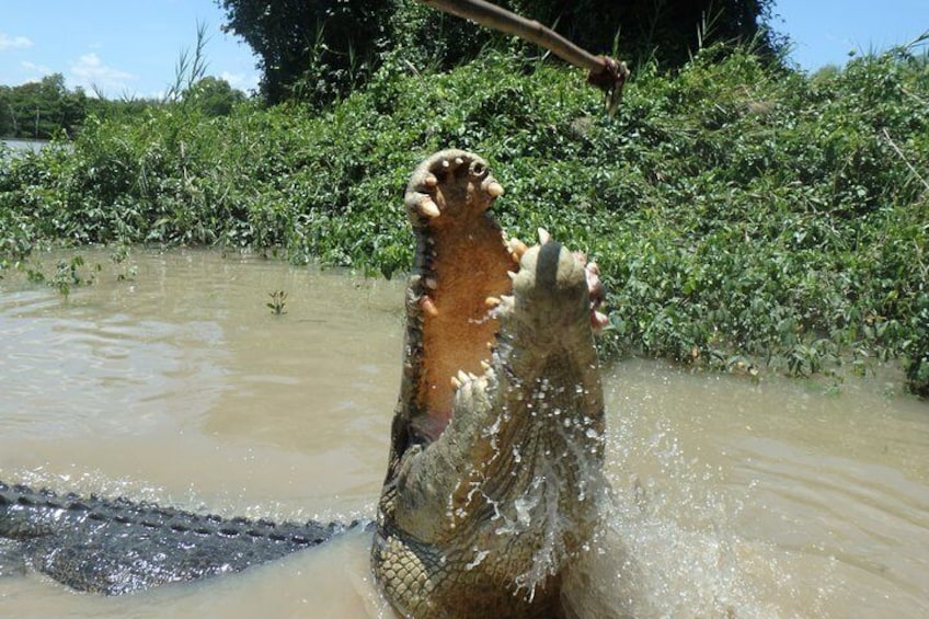 Big Croc