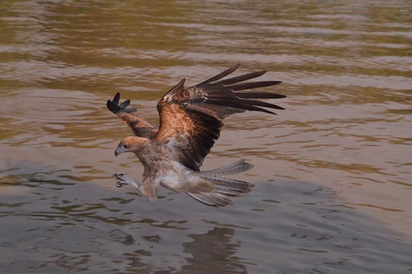 Kite Adelaide River