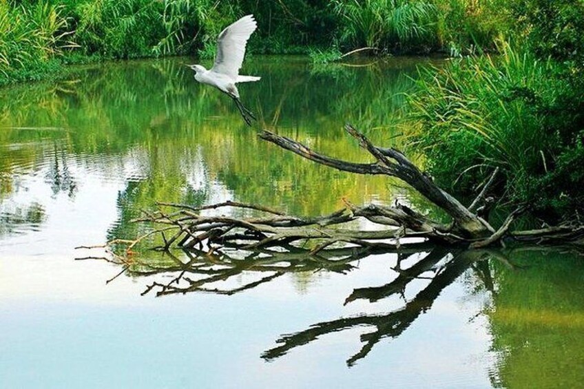 Hanghzhou Xixi Wetland Half Day Tour with Boat Ride