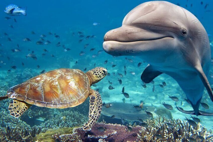 A Dolphin & Sea Turtle Hot Spot