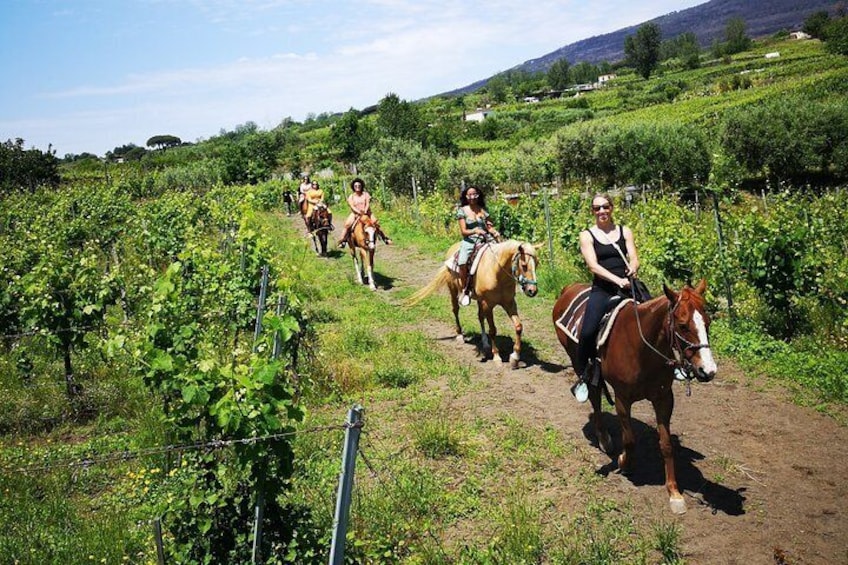 Private Pompeii & Horses & Wine w/ Pick up included