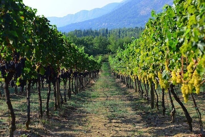 Private Peljesac Wine Region - Costumizable Experiance