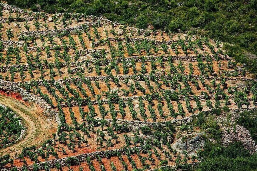  Discover Pelješac Peninsula - A Wine Tour in Small Groups