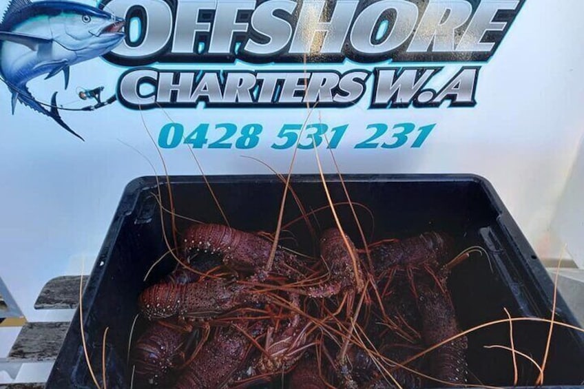 Lobster Fishing Tour at Geraldton