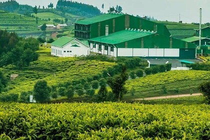 Darjeeling Tea Garden Tour