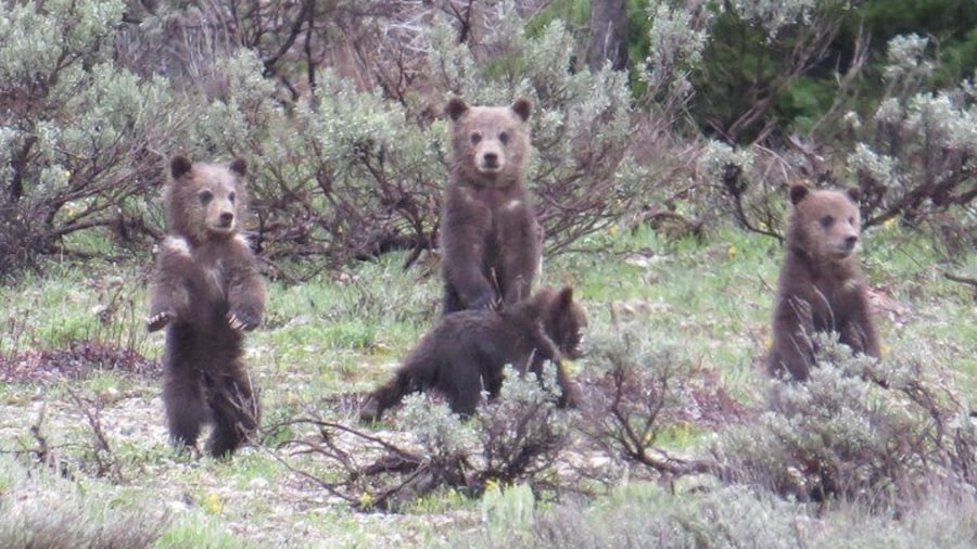 Grand Teton National Park - PRIVATE Sunrise Tour from Jackson Hole