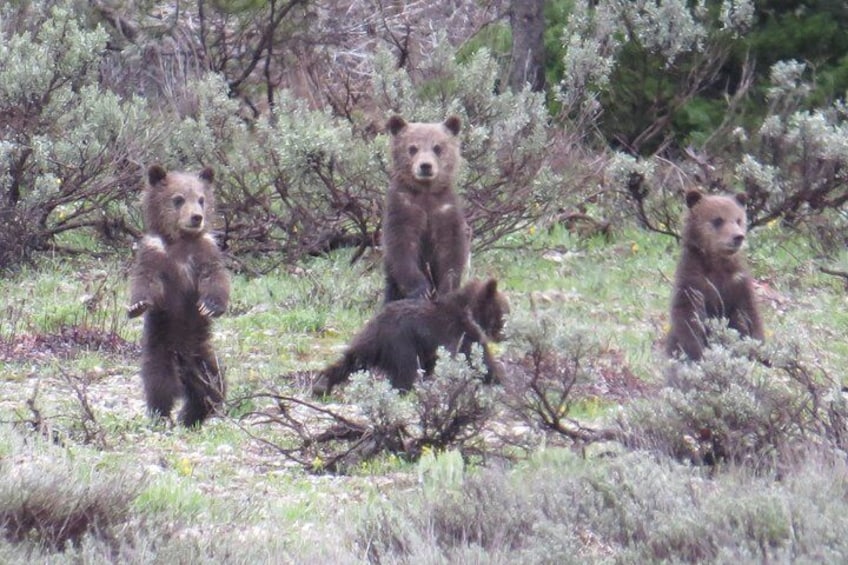 Grand Teton National Park - PRIVATE Sunrise Tour from Jackson Hole