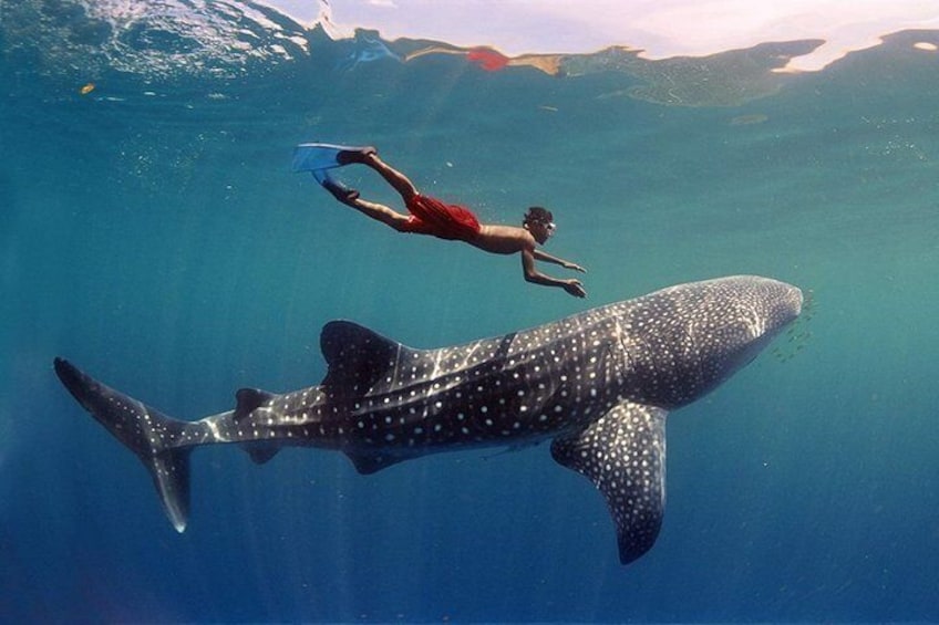 Maafushi: Whale sharks & Manta rays snorkeling with Dolphin watching