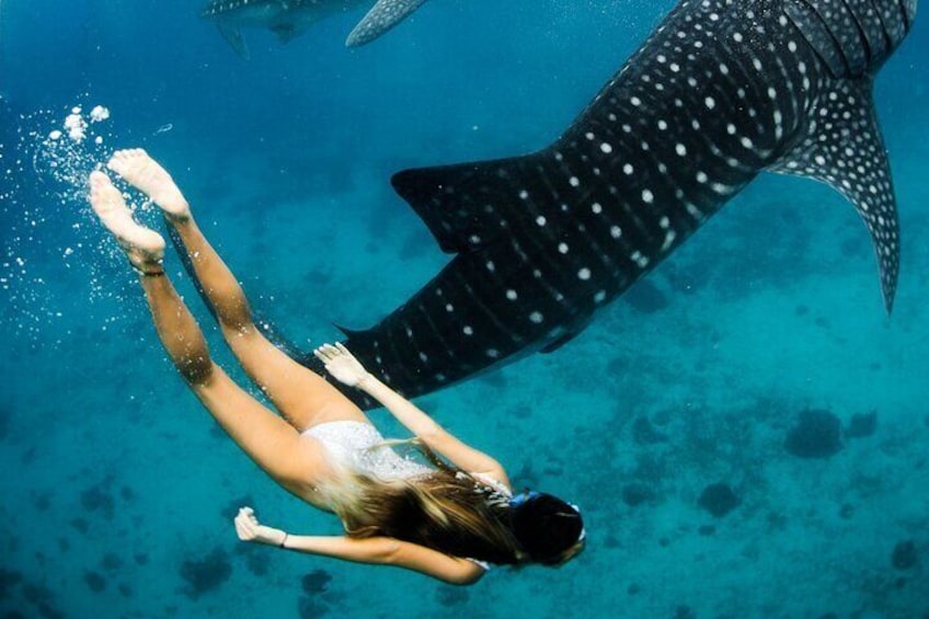 Maafushi: Whale sharks & Manta rays snorkeling with Dolphin watching