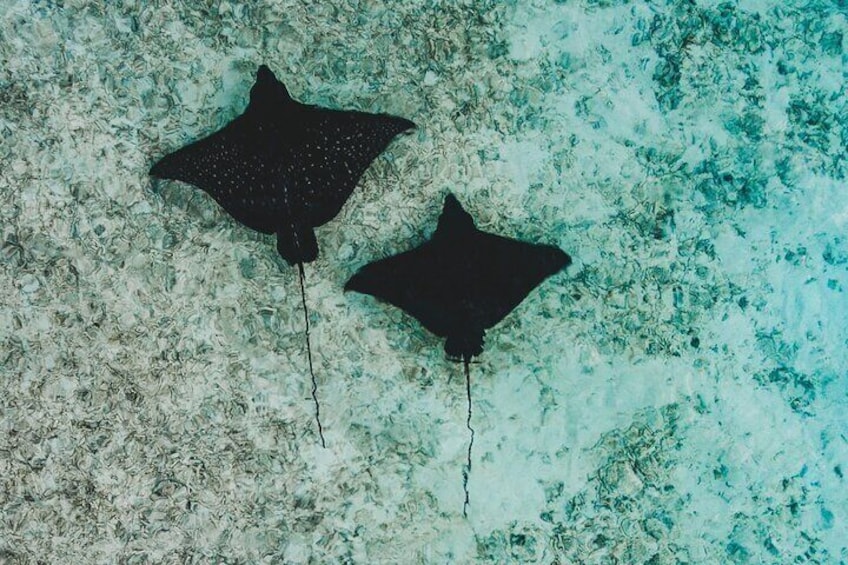 Maafushi: Whale sharks, Manta rays snorkeling and Dolphin watching
