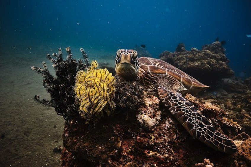 Maafushi: Scuba diving in Maldives
