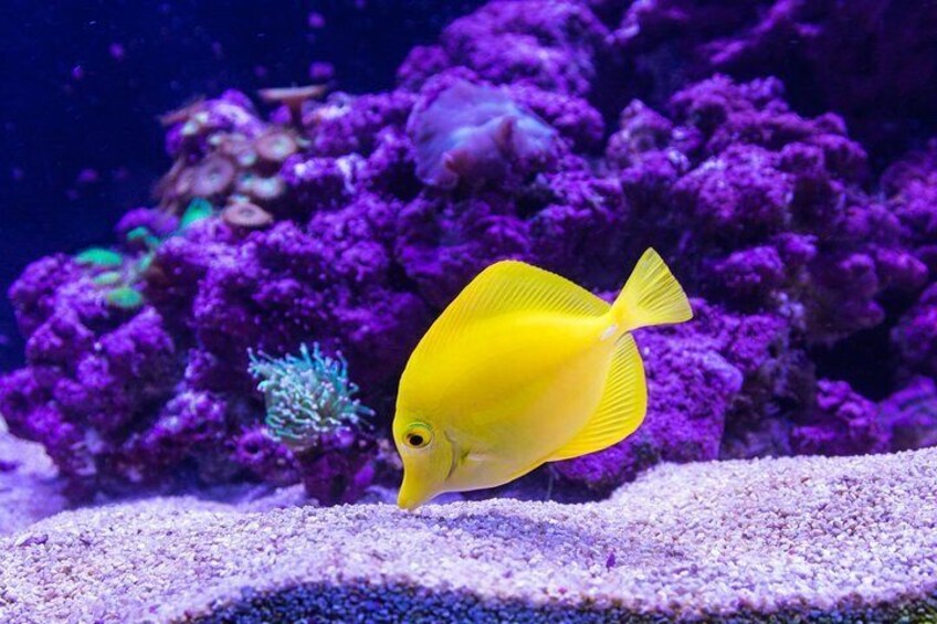 Maafushi: Scuba diving in Maldives