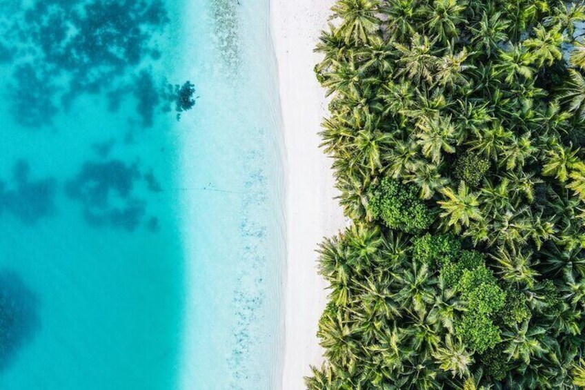Maafushi: Ship wreck, Shark and Turtle snorkeling with Dolphin watching