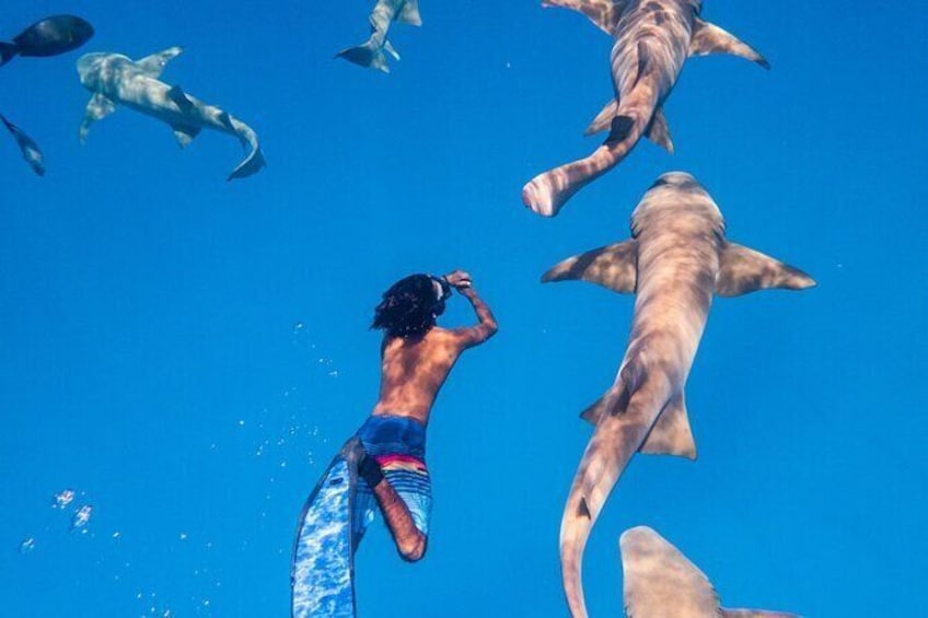 Maafushi: Ship wreck, Shark and Turtle snorkeling with Dolphin watching