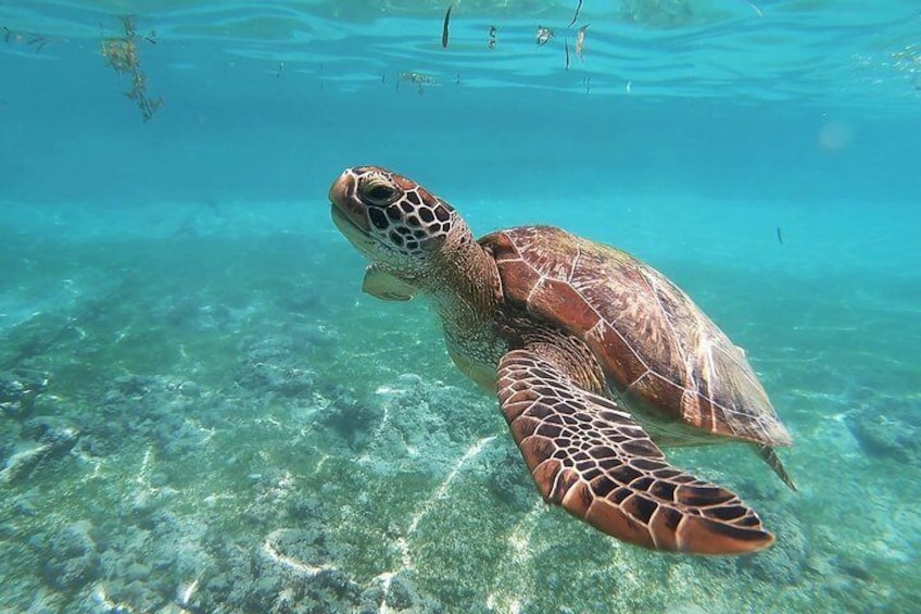 Maafushi: Ship wreck, Shark and Turtle snorkeling with Dolphin watching