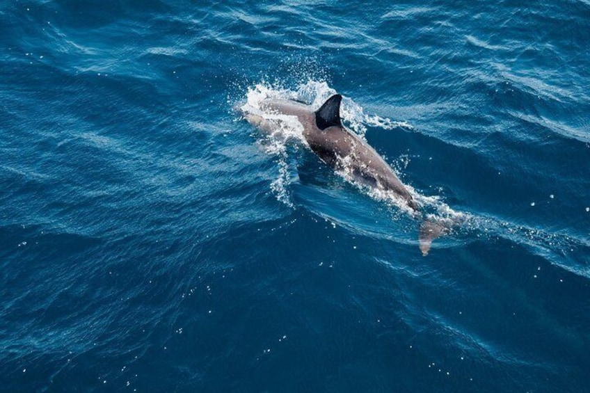 Maafushi: Ship wreck, Shark and Turtle snorkeling with Dolphin watching