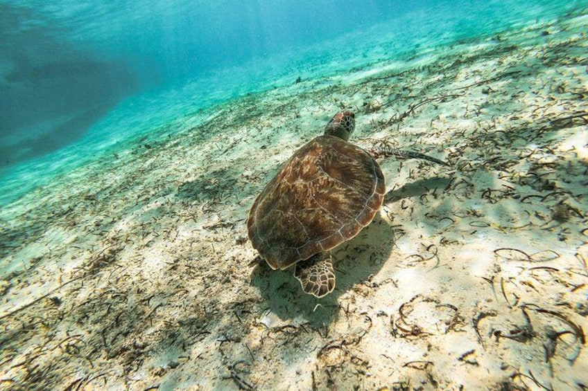 Maafushi: Half day snorkeling, Dolphin watching and Sandbank trip