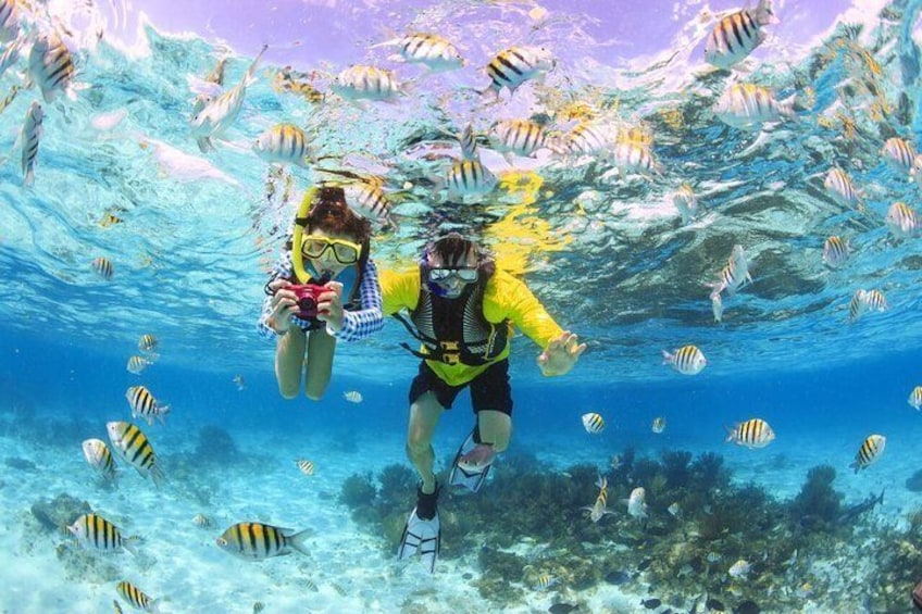 Maafushi: Half day snorkeling, Dolphin watching and Sandbank trip
