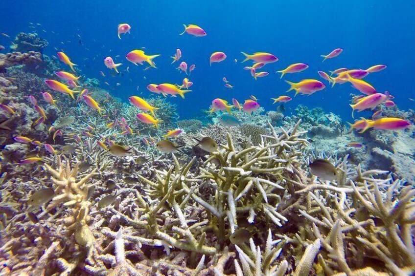 Maafushi: Half day snorkeling, Dolphin watching and Sandbank trip