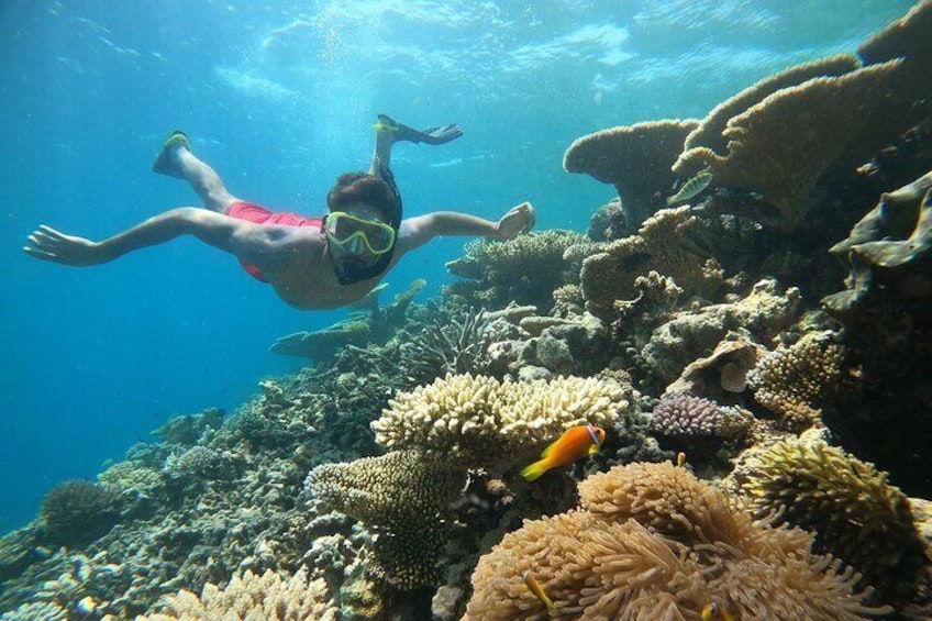 Maafushi: Snorkeling in Maldives half day trip
