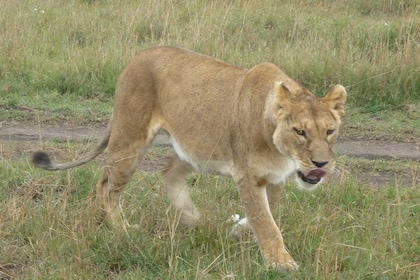 6 Days safari to Amboseli N/P Aberdare N/P, Lake Nakuru N/P and Maasai Mara...