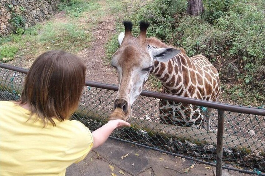 Haller Park Tour observing hippos, giraffes, birds, monkeys, crocs & others